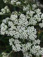 Image of Ozothamnus diosmifolius (Vent.) DC.