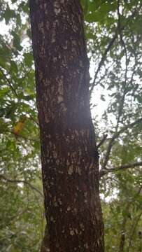 Image of Long-leaved Bitter Bark
