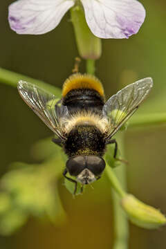 Image of Eristalis oestracea (Linnaeus 1758)