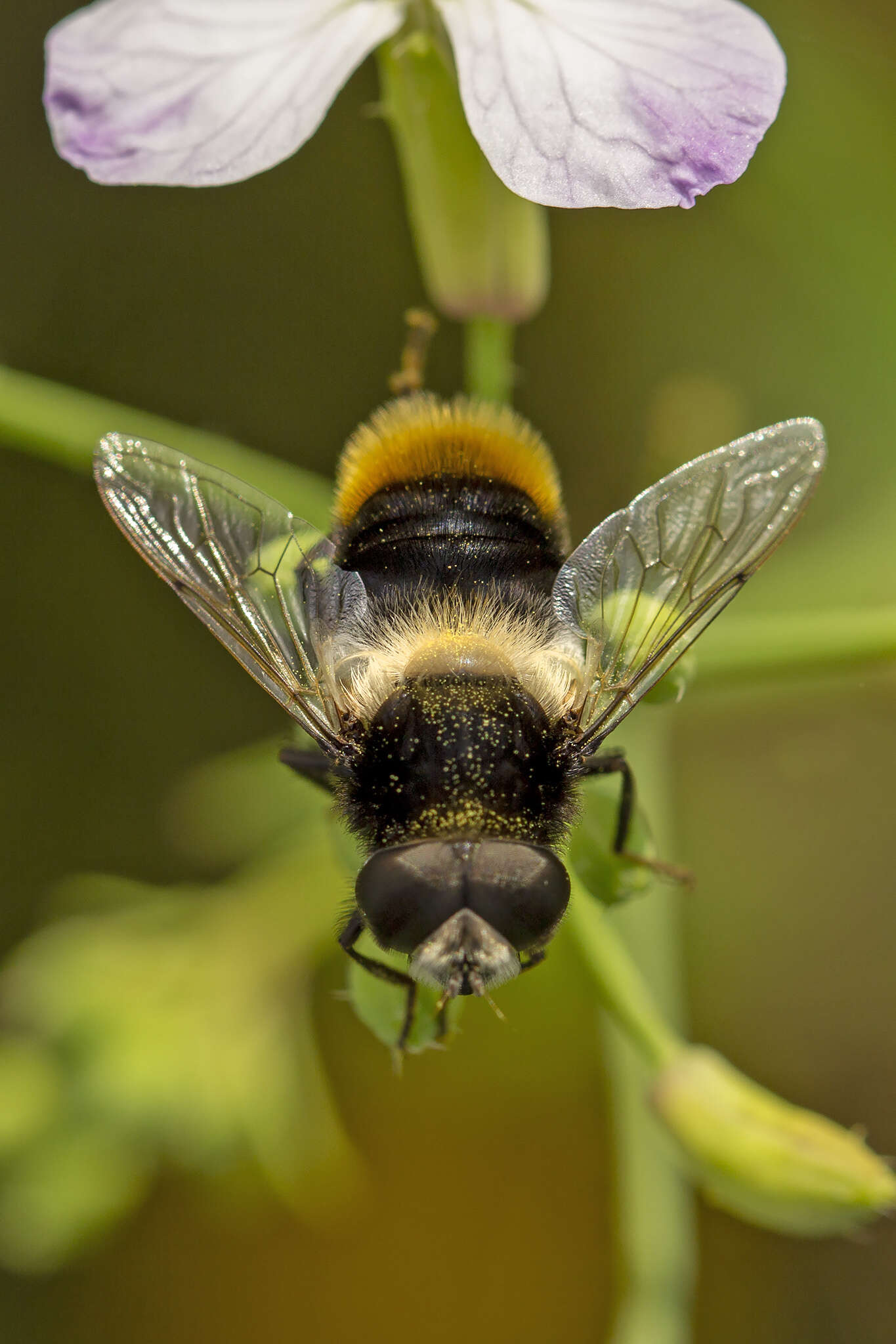 Imagem de Eristalis oestracea (Linnaeus 1758)