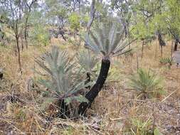 Image of Cycad