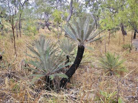 Image de Cycas calcicola Maconochie