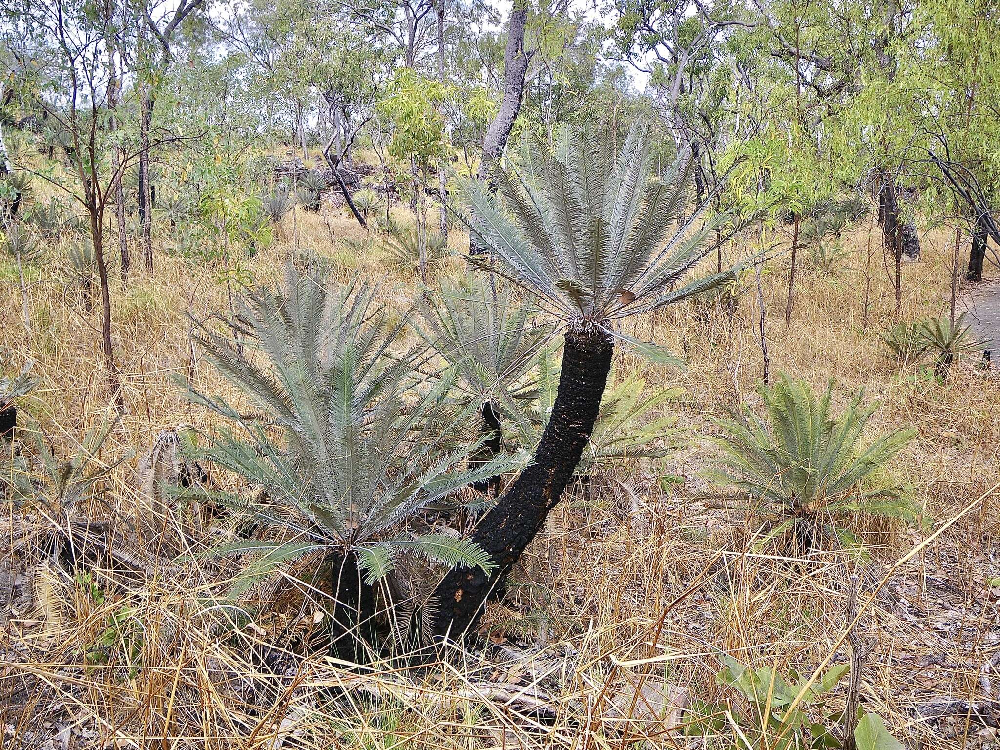 Image of Cycad