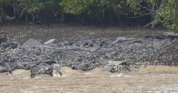 Image of Beach Stone-curlew