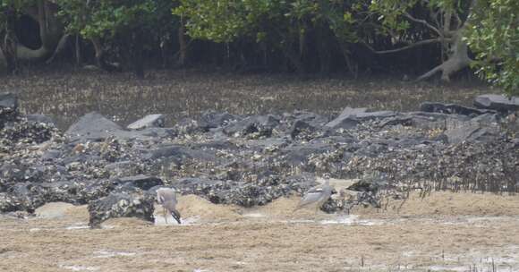 Image of Beach Stone-curlew