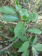 Image of Capparis henryi Matsum.