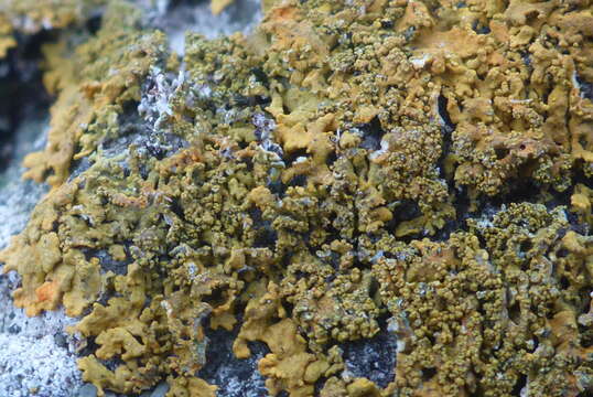 Image of orange wall lichen