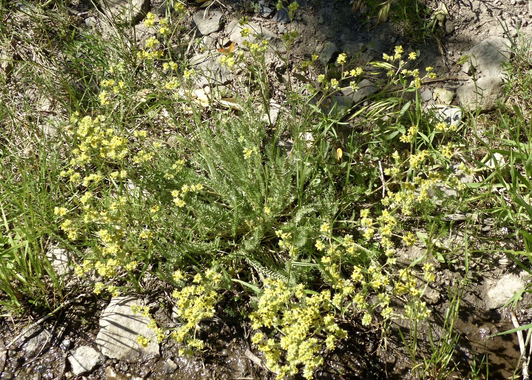 Image de Ivesia gordonii (Hook.) Torr. & Gray