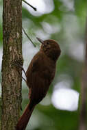 Image of Plain-winged Woodcreeper