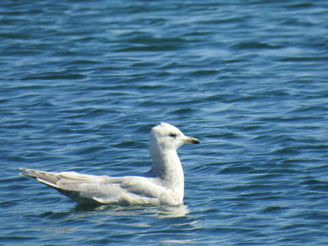 Image de Larus glaucoides kumlieni Brewster 1883