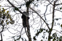 Image of Greater Spot-nosed Guenon