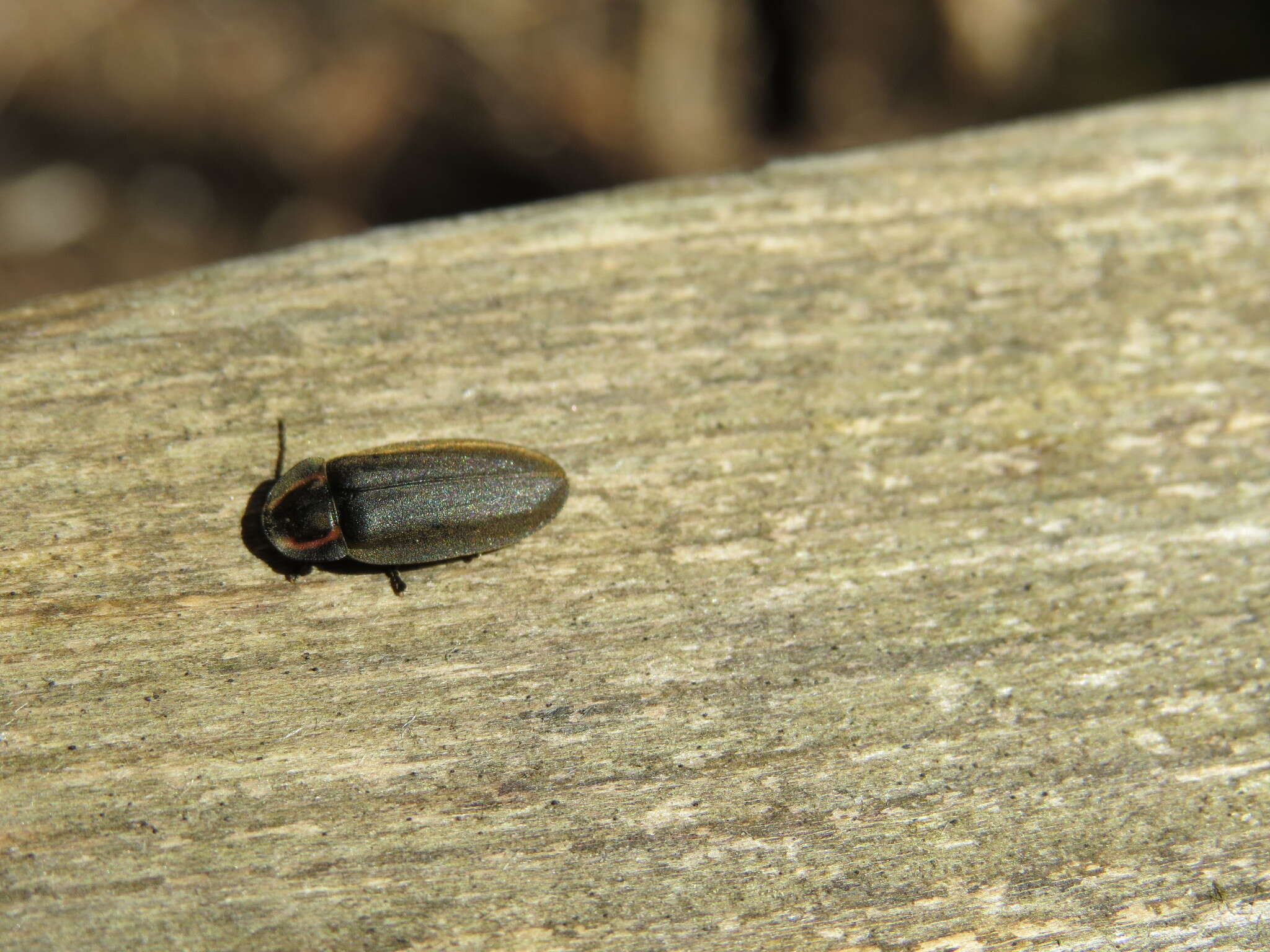 Image of Winter Firefly