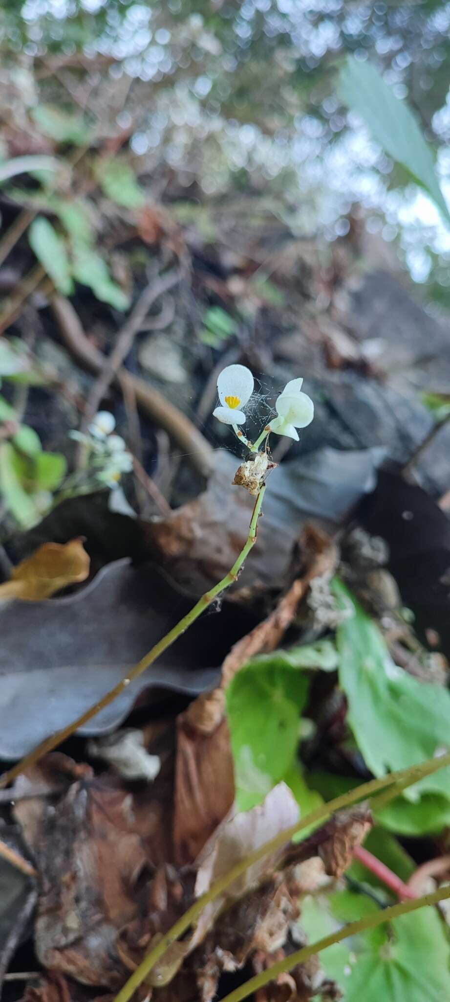 Image of Begonia jaliscana Burt-Utley