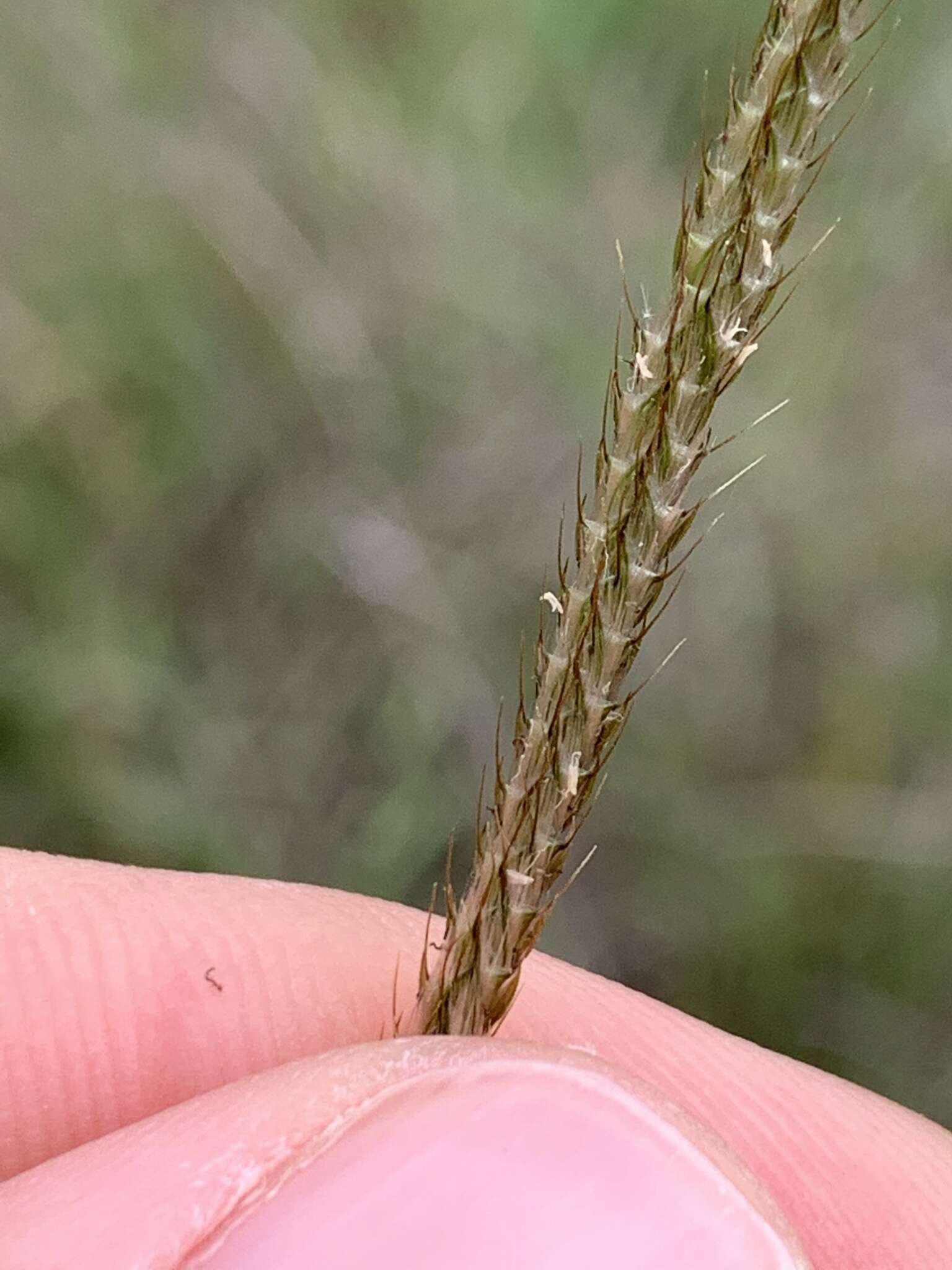 Image of Paraguayan windmill grass