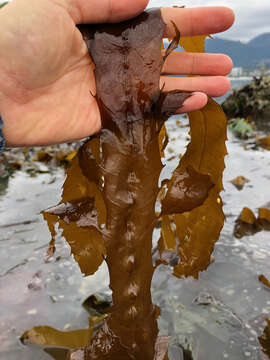 Image of Desmarestia herbacea