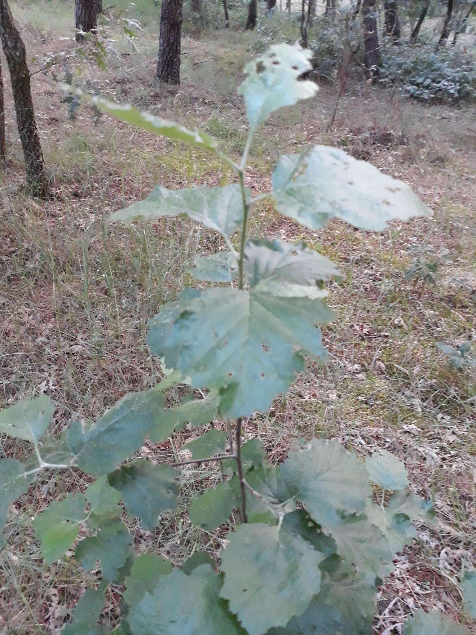 Image de Karpatiosorbus latifolia (Lam.) Sennikov & Kurtto