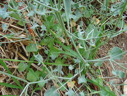 Image of Rumex induratus Boiss. & Reuter