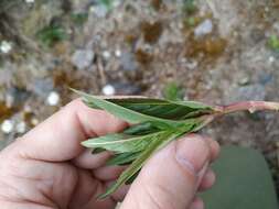 Imagem de Epilobium tetragonum L.