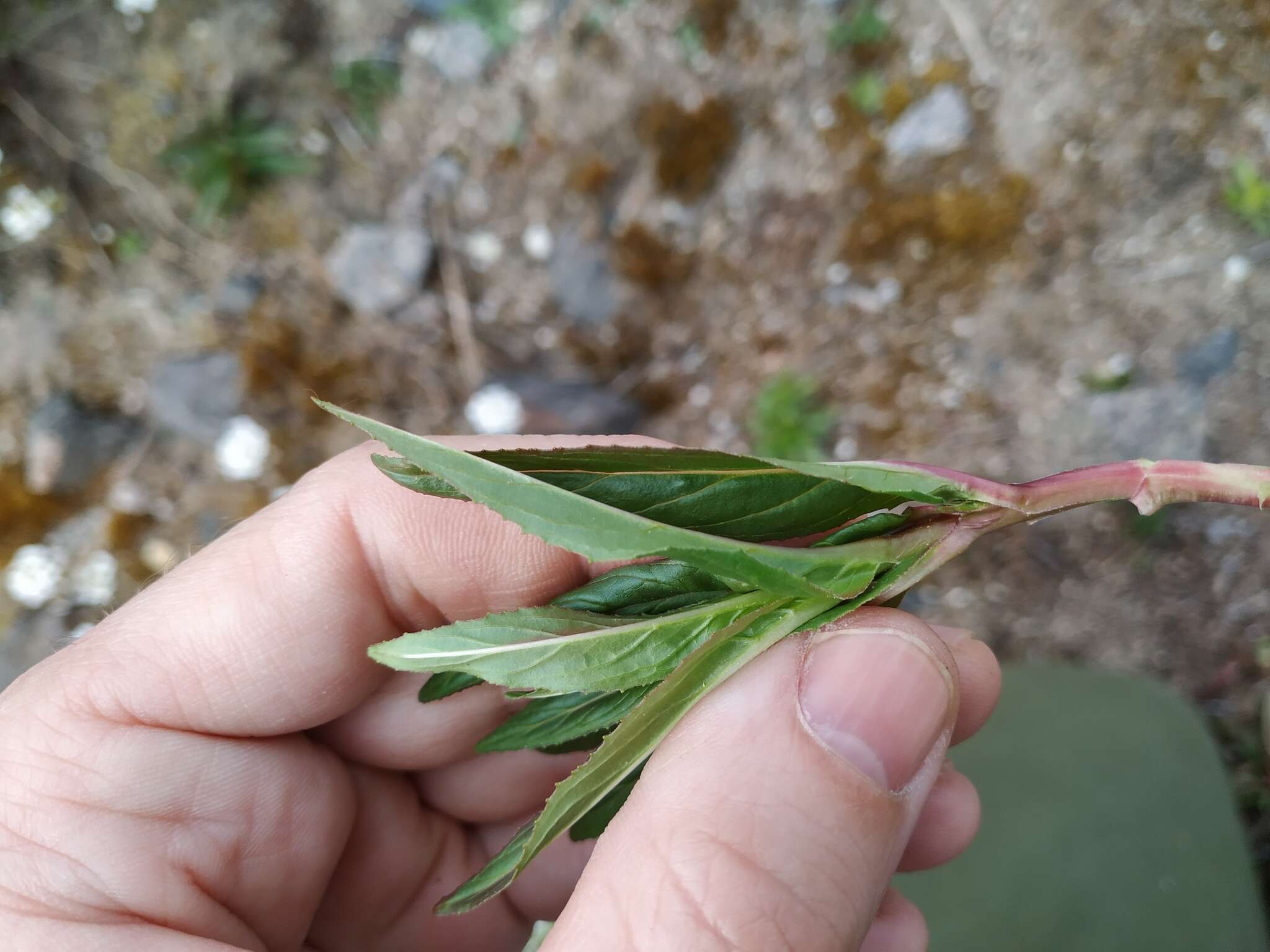 Слика од Epilobium tetragonum L.