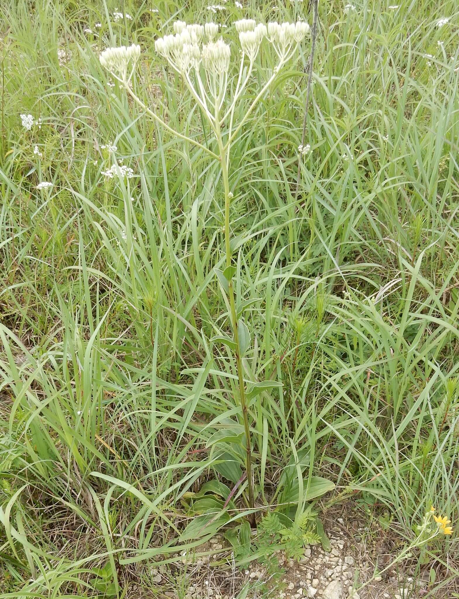 Image of groovestem Indian plantain