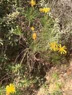 Image of Clanwilliam daisy