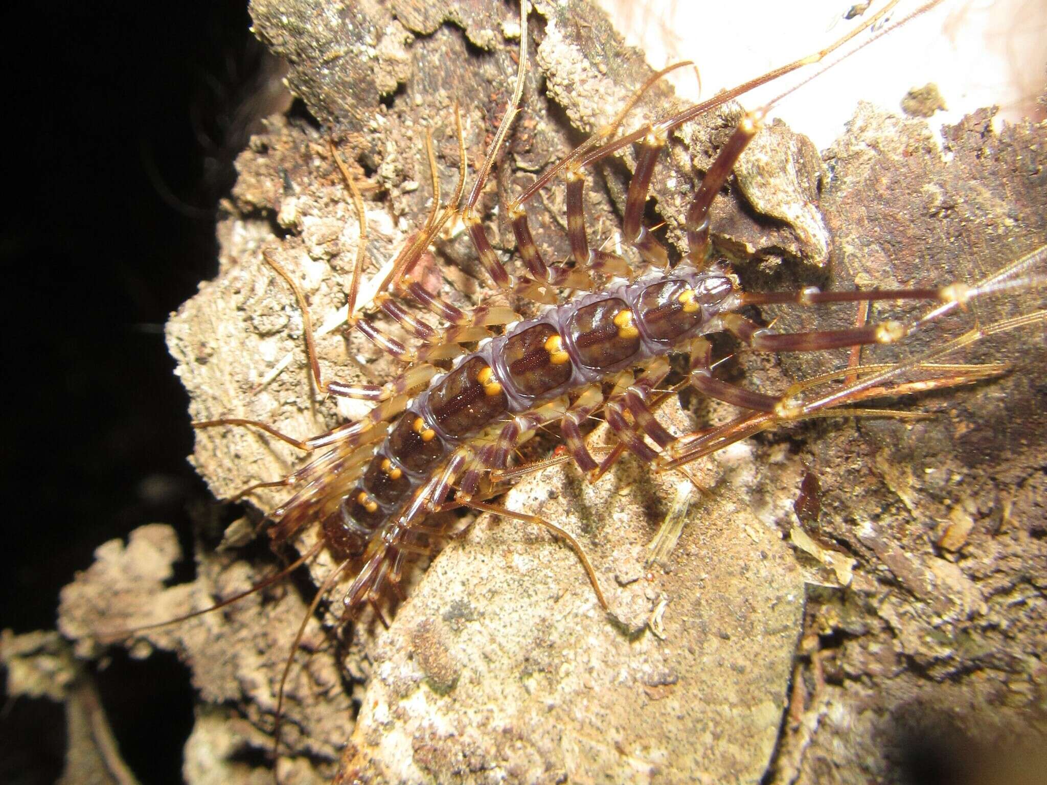 Image of Thereuopoda longicornis (Fabricius 1793)