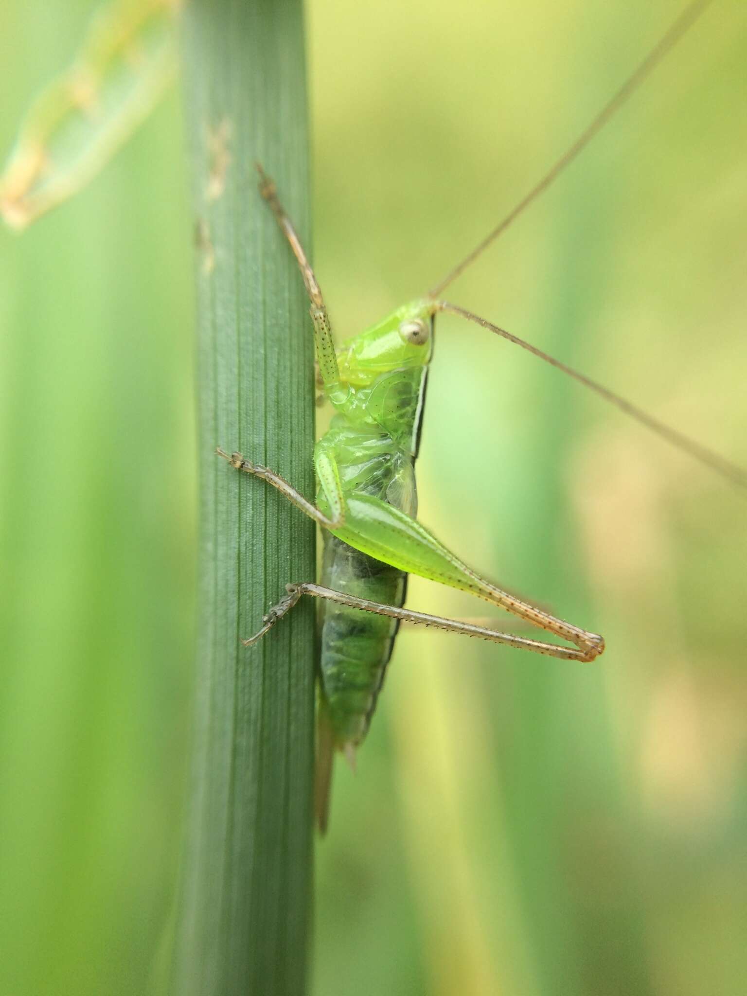 صورة Conocephalus (Anisoptera) maculatus (Le Guillou 1841)