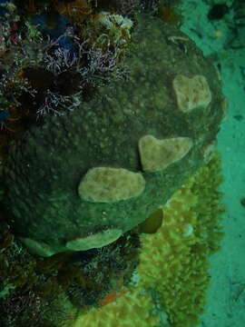 Image of Southern Leather Sponge