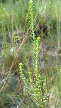 Image of Small-Head Marsh-Elder