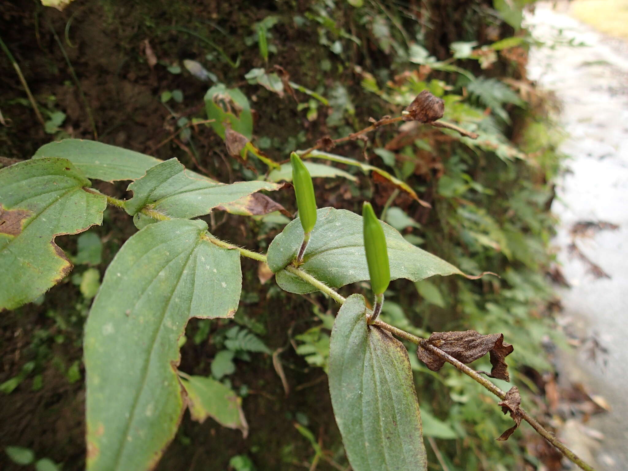 Image of toad lily