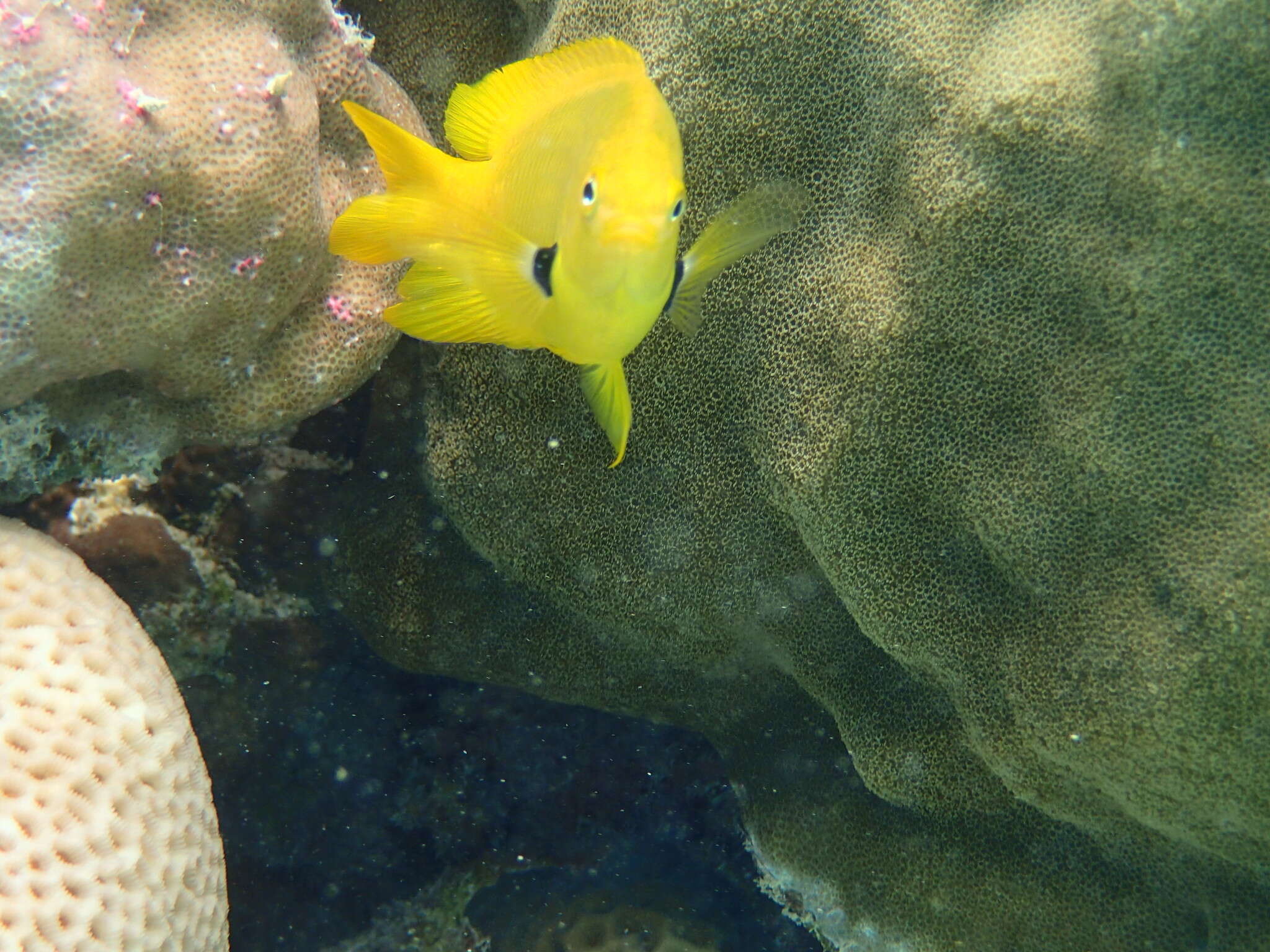 Image of Sulfur damsel