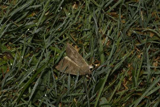 Image of Even-lined Sallow