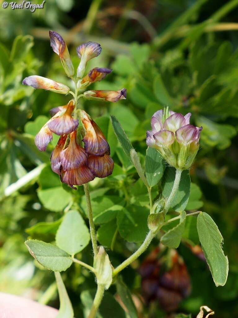 Imagem de Trifolium grandiflorum Schreb.