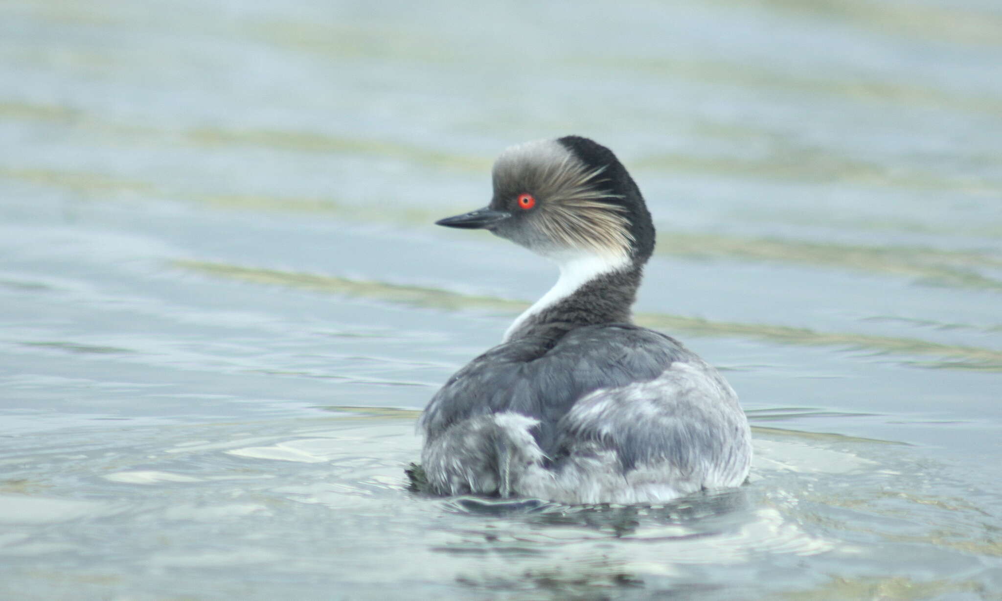 Podiceps occipitalis occipitalis Garnot 1826 resmi