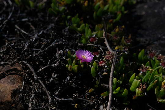 Image of Amphibolia laevis (Ait.) Hartmann