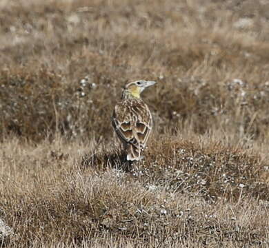 Image of Tibetan Lark