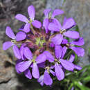 Imagem de Erysimum baeticum (Heywood) Polatschek