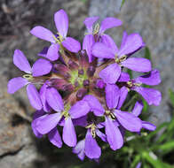 Image of Erysimum baeticum (Heywood) Polatschek