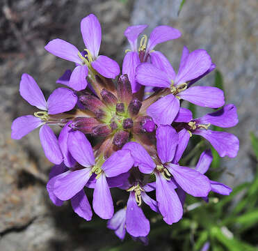 Image of Erysimum baeticum (Heywood) Polatschek