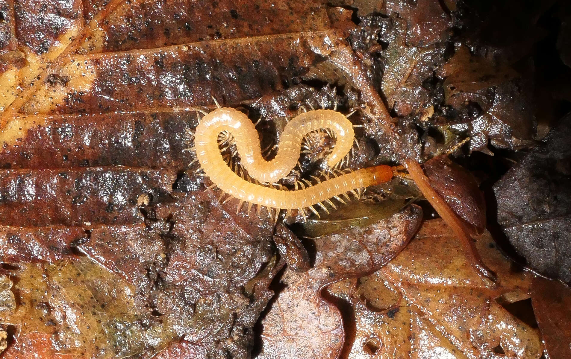 Image of boreal yellow-headed soil centipede