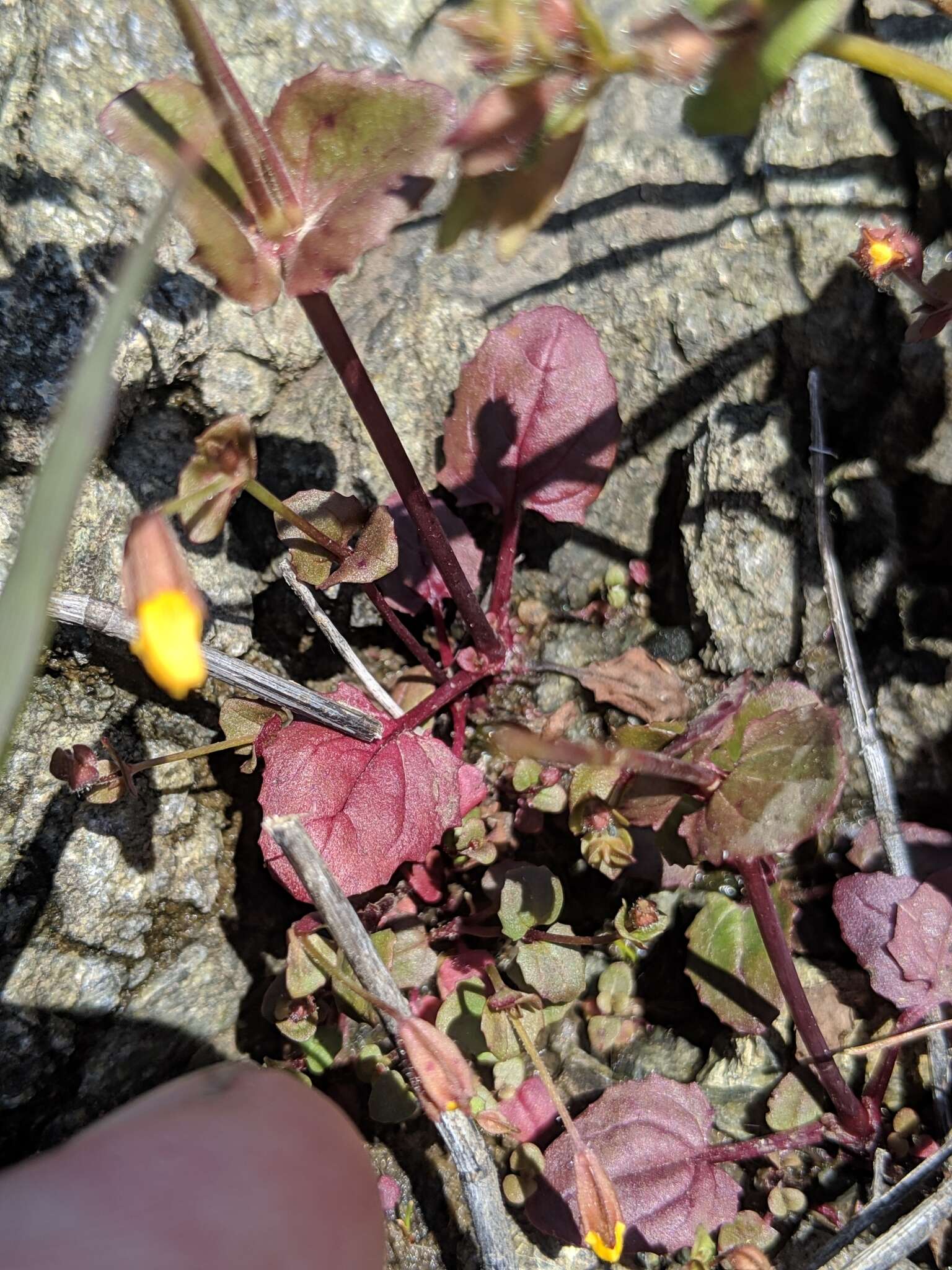 Image of Erythranthe serpentinicola