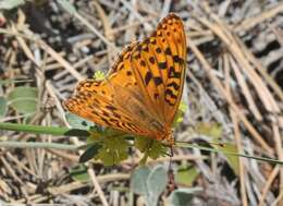 Image of Speyeria coronis halcyone Edwards 1868