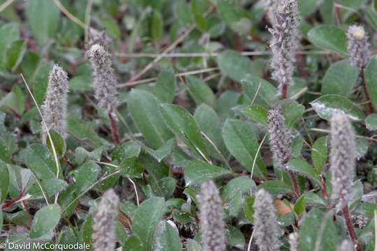 Image of arctic willow