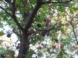 Image of California Gall Wasp