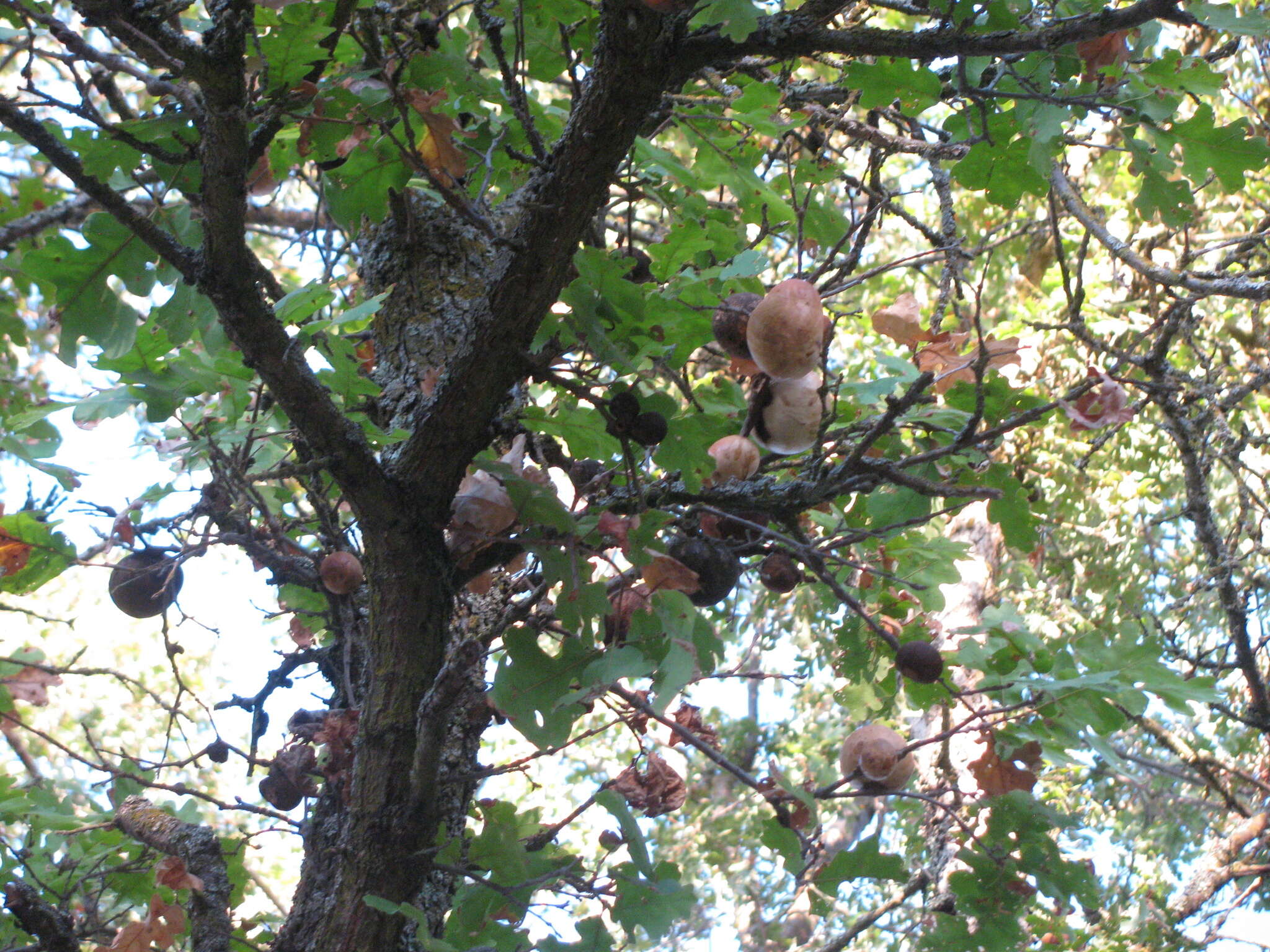 Image of California Gall Wasp