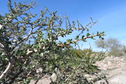 Imagem de Jatropha cuneata Wiggins & Rollins