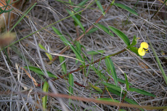 Image of Commelina africana subsp. africana