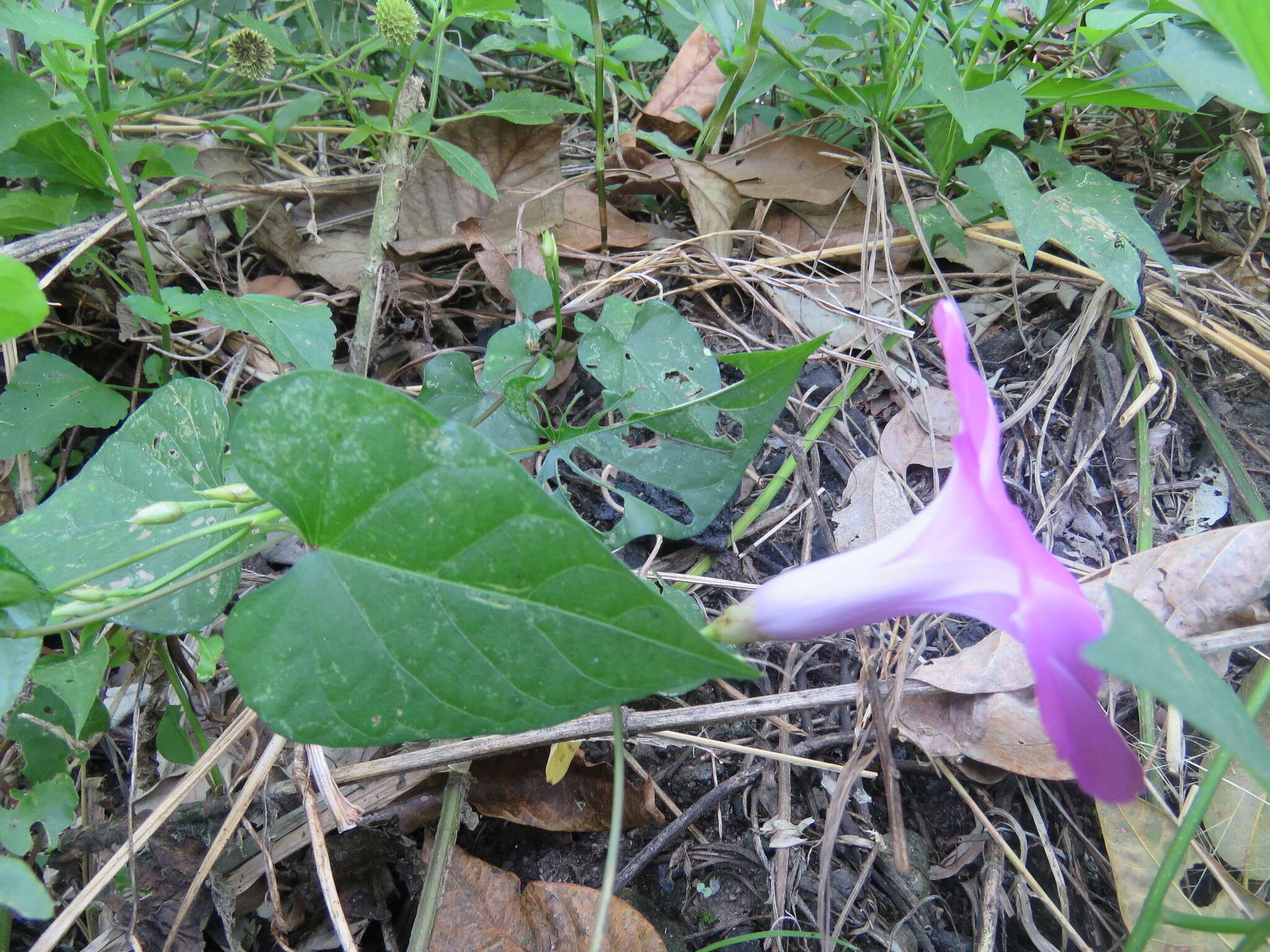 Plancia ëd Ipomoea splendor-sylvae House