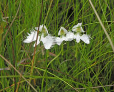 Pecteilis radiata (Thunb.) Raf. resmi