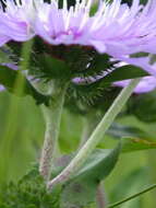 Image of Stokesia